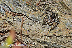 V-Fleck-Springspinne (Aelurillus v-insignitus) (C253792)