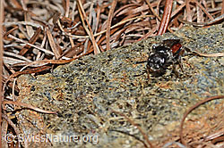 Gewöhnliche Blutbiene (Sphecodes ephippius) (C253794)