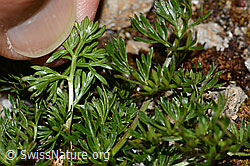 Zwerg-Mutterwurz (Ligusticum mutellinoides) (C263081)