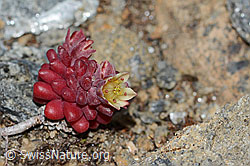Dunkler Mauerpfeffer (Sedum atratum) (08.07.2023, C263087)