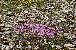 Kalk-Polsternelke (Silene acaulis) (08.07.2023, C263096)