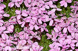 Silene acaulis (C263097)