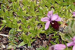 Silene acaulis (C263100)