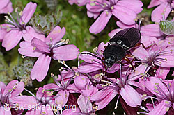 Melanotus castanipes on Silene acaulis (C263116)