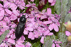 Melanotus castanipes on Silene acaulis (C263123)