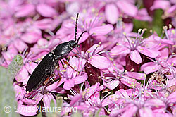 Melanotus castanipes (Schnellkäfer) auf Kalk-Polsternelke (Silene acaulis)