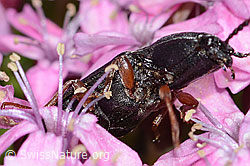 Melanotus castanipes on Silene acaulis (C263133)