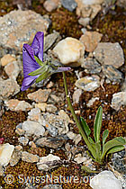 Langsporniges Stiefmütterchen (Viola calcarata) (C263137) Langsporniges Stiefmütterchen (Viola calcarata) (C263137)