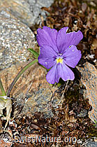 Langsporniges Stiefmütterchen (Viola calcarata) (C263142) Langsporniges Stiefmütterchen (Viola calcarata) (C263142)