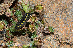 Zygaena exulans caterpillar on Saxifraga biflora (C263157)
