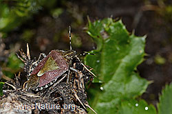 Beerenwanze (Dolycoris baccarum) (C263199) Beerenwanze (Dolycoris baccarum) (C263199)