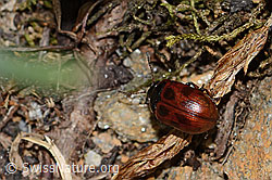 Gonioctena nivosa (Blattkäfer) (C263205)