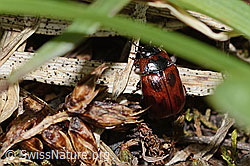 Gonioctena nivosa (Blattkäfer) (C263207)
