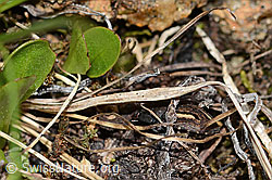 Odontoscelis fuliginosa (C263211)