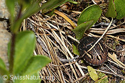Odontoscelis fuliginosa (C263215)