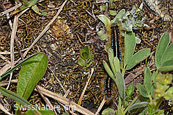 Alpen-Ringelspinner (Malacosoma alpicola) (C263218)