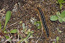 Alpen-Ringelspinner (Malacosoma alpicola) (C263220)
