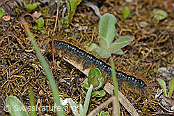 Alpen-Ringelspinner (Malacosoma alpicola) (C263225)