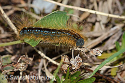 Alpen-Ringelspinner (Malacosoma alpicola) (C263228)