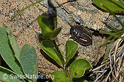 Odontoscelis fuliginosa (C263239)