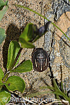Odontoscelis fuliginosa (C263242)