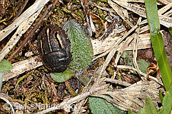 Odontoscelis fuliginosa (C263248)