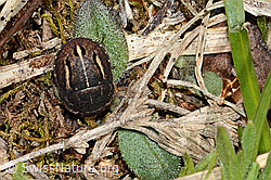 Schildwanze (C263250)