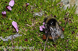 Berglandhummel (Bombus monticola) an Kalk-Polsternelke (Silene acaulis) (C263254) Berglandhummel (Bombus monticola) an Kalk-Polsternelke (Silene acaulis) (C263254)