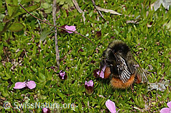 Berglandhummel (Bombus monticola) an Kalk-Polsternelke (Silene acaulis) (C263255) Berglandhummel (Bombus monticola) an Kalk-Polsternelke (Silene acaulis) (C263255)