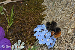 Alpen-Vergissmeinnicht (Myosotis alpestris)