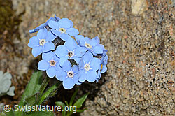 Alpen-Vergissmeinnicht (Myosotis alpestris) (C263259)