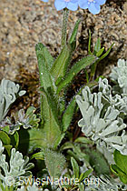 Alpen-Vergissmeinnicht (Myosotis alpestris) (C263261)