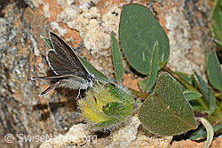 Zwerg-Bläuling (Cupido minimus) auf Alpen-Wundklee (Anthyllis vulneraria ssp. alpestris) (C263276) Zwerg-Bläuling (Cupido minimus) auf Alpen-Wundklee (Anthyllis vulneraria ssp. alpestris) (C263276)