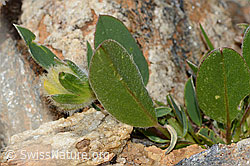 Alpen-Wundklee (Anthyllis vulneraria ssp. alpestris) (C263286)