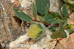 Alpen-Wundklee (Anthyllis vulneraria ssp. alpestris) (C263288)