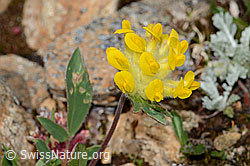 Alpen-Wundklee (Anthyllis vulneraria ssp. alpestris) (C263289)