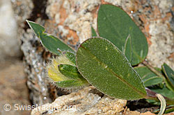 Alpen-Wundklee (Anthyllis vulneraria ssp. alpestris) (C263290)