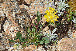 Alpen-Wundklee (Anthyllis vulneraria ssp. alpestris) (C263294)