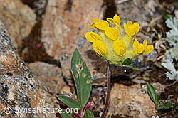 Alpen-Wundklee (Anthyllis vulneraria ssp. alpestris) (C263296)