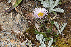 Einköpfiges Berufkraut (Erigeron uniflorus) (08.07.2023, C263298)