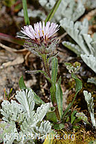 Erigeron uniflorus (C263299)