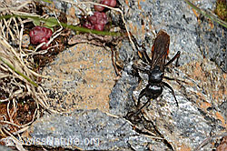 Anoplius viaticus (C263321)