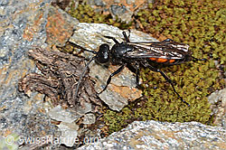 Anoplius viaticus (C263324)