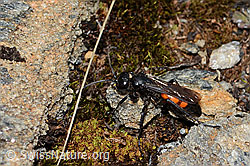 Anoplius viaticus (C263329)