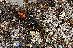 Anoplius viaticus (C263338)