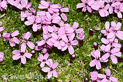 Kalk-Polsternelke (Silene acaulis) (08.07.2023, C263352)