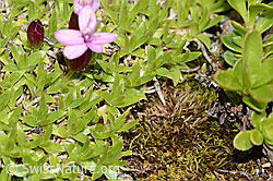 Silene acaulis (C263353)