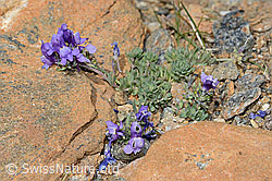 Alpen-Leinkraut (Linaria alpina) (08.07.2023, C263382)
