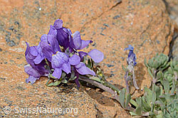 Alpen-Leinkraut (Linaria alpina) (08.07.2023, C263383)