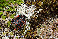 Eurydema rotundicollis (Baumwanze) (08.07.2023, C263393)